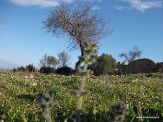 tapiccola-13-01-2013 09-17-01